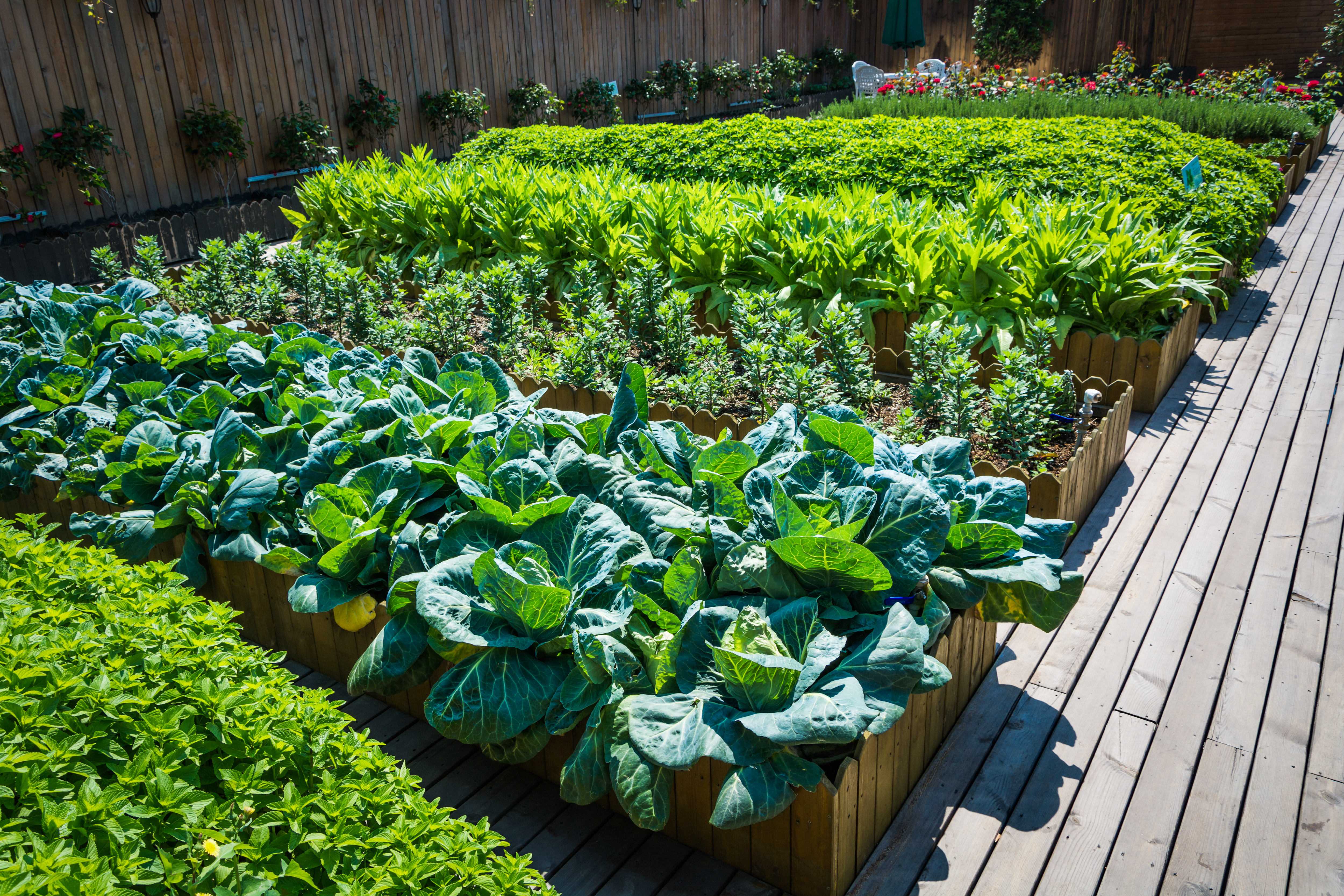 Organic Garden